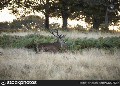 Majestic red deer stag Cervus Elaphus in forest landscape during rut season in Autumn Fall