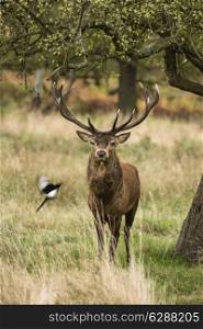 Majestic red deer stag in Autumn Fall landscape