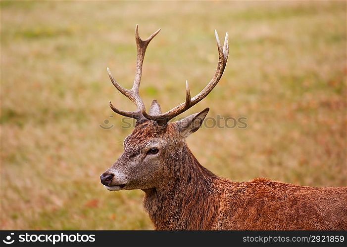 Majestic red deer stag portrait in Auttumn Fall colors