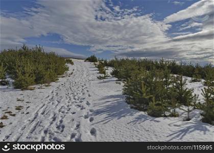 Majestic view of cloudy sky, winter mountain, snowy glade, conifer forest in Plana mountain, Bulgaria, Europe