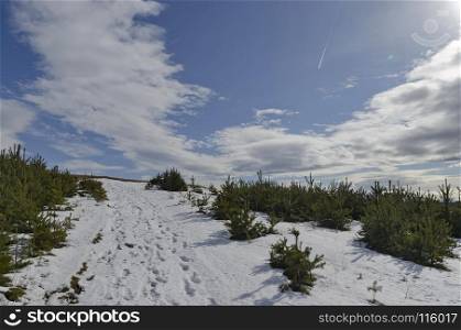 Majestic view of cloudy sky, winter mountain, snowy glade, conifer forest in Plana mountain, Bulgaria, Europe