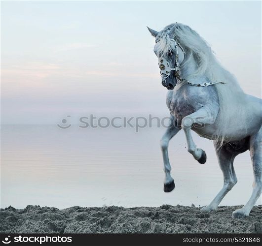 Majestic white horse galloping on the beach