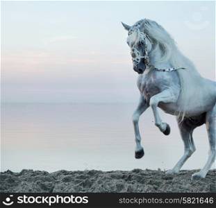 Majestic white horse galloping on the beach