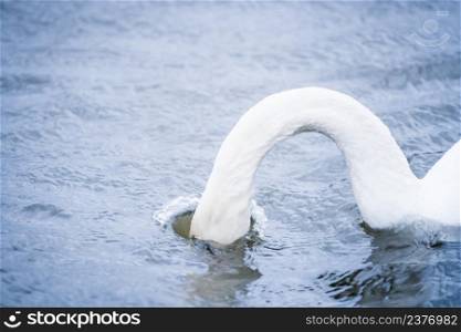 Majestic white mute swan on large lake with strong wind between the waves. Swan dives with long neck into the water surface to look for food