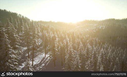 majestic winter landscape glowing by sunlight in the morning. dramatic wintry scene. Winter Landscape Glowing by Sunlight in the Morning