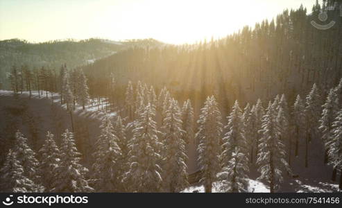 majestic winter landscape glowing by sunlight in the morning. dramatic wintry scene. Winter Landscape Glowing by Sunlight in the Morning