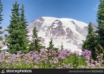Majesty of Mount Rainier in summer time. Majesty of Mount Rainier in summer time.