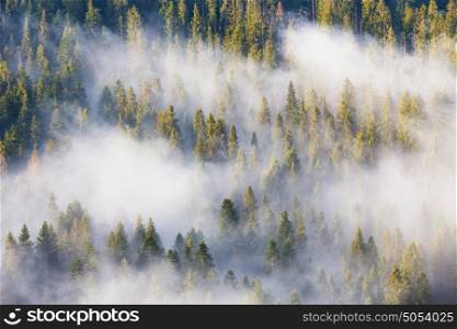 Majesty of nature, misty coniferous forest at sunrise. Pine, fir, spruce, trees. Morning in National Park