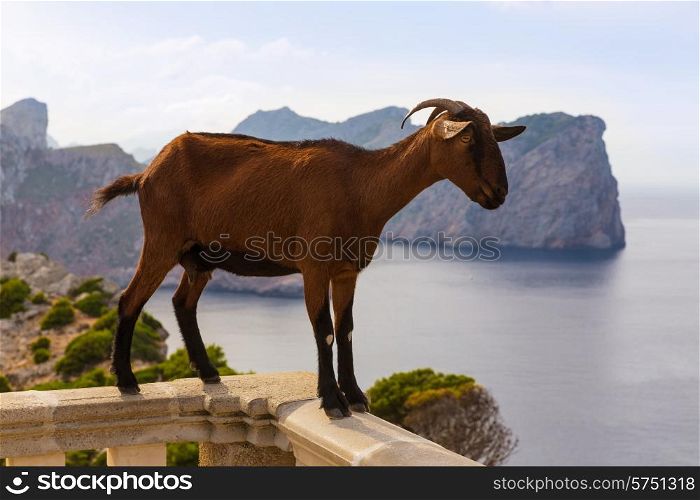 Majorca goat in Formentor Cape Lighthouse at Mallorca