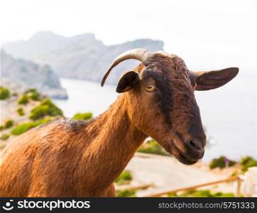 Majorca goat in Formentor Cape Lighthouse at Mallorca