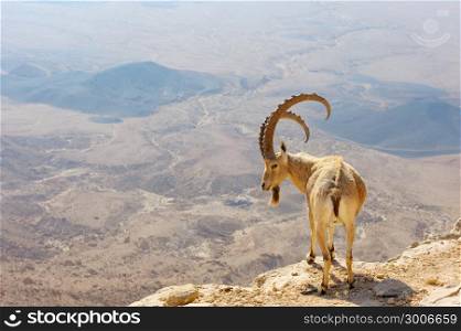 Makhtesh Ramon, mountain goat in the unique crater of Israel