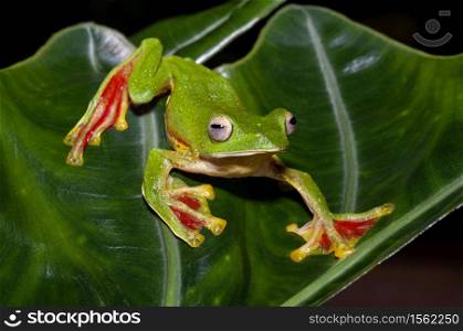 Malabar Gliding frog on leaf, Rhacophorus malabaricus, Amboli, India