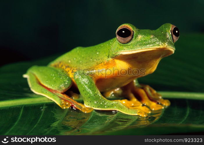 Malabar Gliding Frog (Racophorous malabaricus), At Amboli, South Maharashtra, India