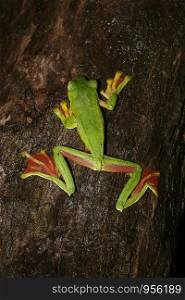 Malabar Gliding Frog (Rhacophorus malabaricus) The term