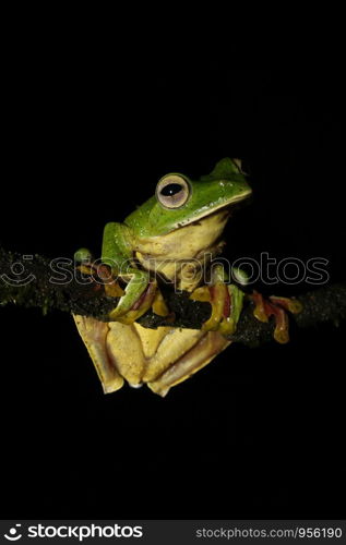 Malabar Gliding Frog (Rhacophorus malabaricus) The term