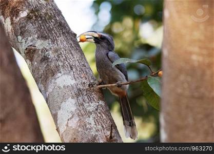 Malabar grey hornbill, Ocyceros griseus, Dandeli, Karnataka, India
