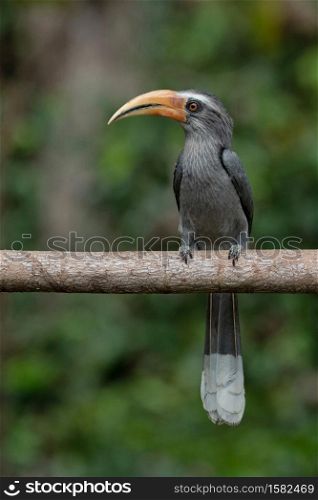 Malabar Grey Hornbill, Ocyceros griseus, Salim Ali Bird Sanctuary, Thattekad, Kerala, India