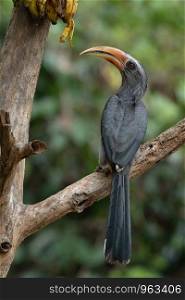 Malabar grey hornbill, Ocyceros griseus, Salim Ali Bird Sanctuary, Thattekad, Kerala, India