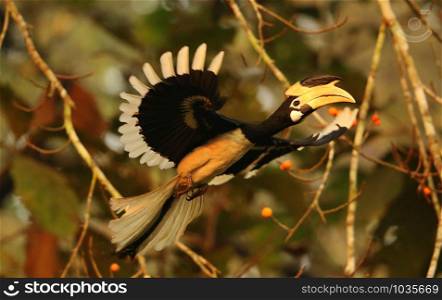 Malabar pied hornbill, Anthacoceros coronatus, Dandeli, Karnataka, India.. Malabar pied hornbill, Anthacoceros coronatus, Dandeli, Karnataka, India