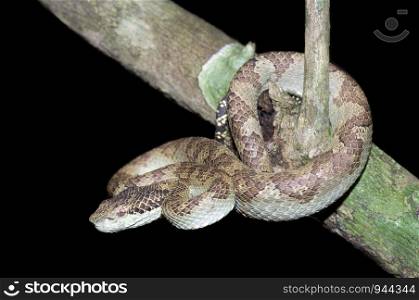 Malabar rock pitviper Venomous Common Trimeresurus malabaricus, endemic to India Western Ghats
