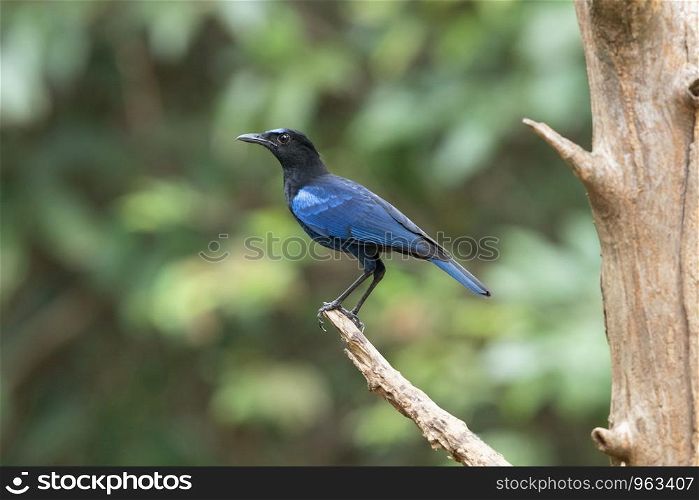 Malabar whistling thrush, Myophonus horsfieldii, Salim Ali Bird Sanctuary, Thattekad, Kerala, India