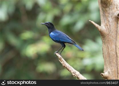 Malabar whistling thrush, Myophonus horsfieldii, Salim Ali Bird Sanctuary, Thattekad, Kerala, India