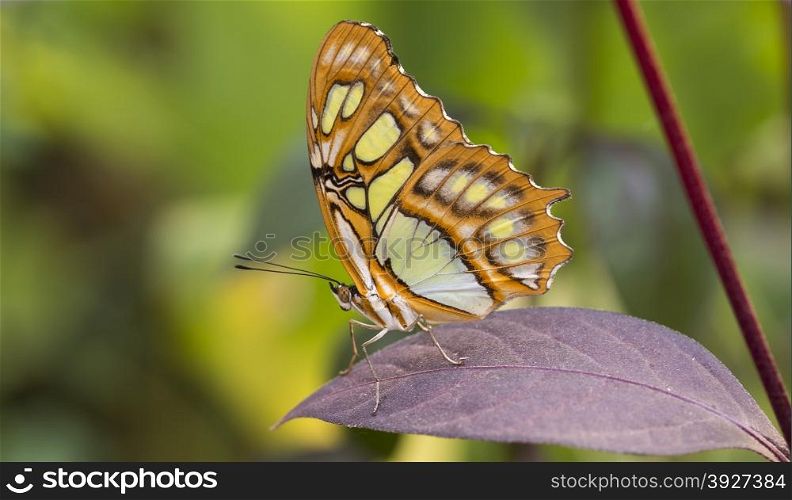 malachite butterfly or siproeta stelenes on green background