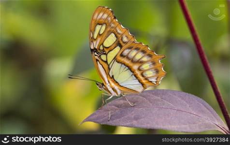 malachite butterfly or siproeta stelenes on green background