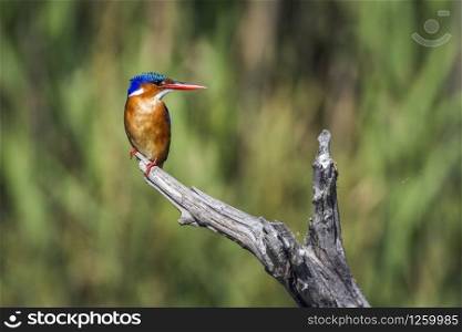 Malachite kingfisher in Kruger National park, South Africa ; Specie Corythornis cristatus family of Alcedinidae. Malachite kingfisher in Kruger National park, South Africa
