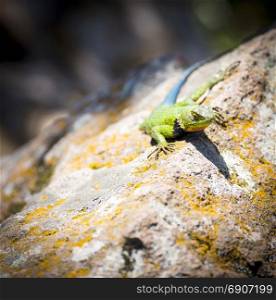 Malachite Spiny Lizard (Sceloporus Malachiticus) sitting on a rock in Central America