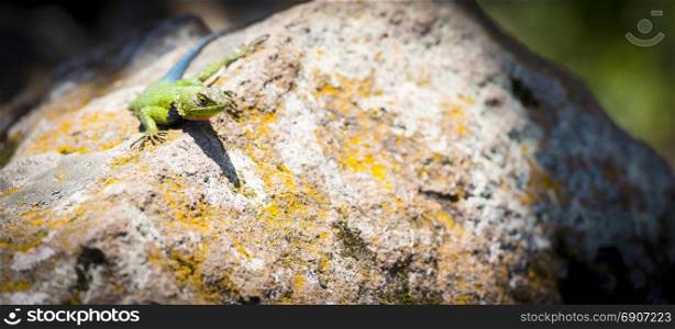 Malachite Spiny Lizard (Sceloporus malachiticus) sitting on a rock in Central America