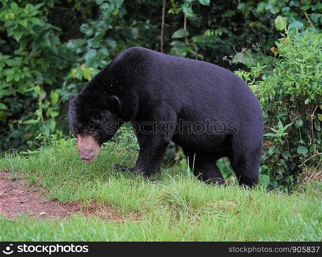 Malayan sun bear (Helarctos malayanus) at Kaeng Krachan National Park, Thailand
