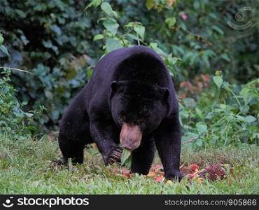 Malayan sun bear (Helarctos malayanus) at Kaeng Krachan National Park, Thailand