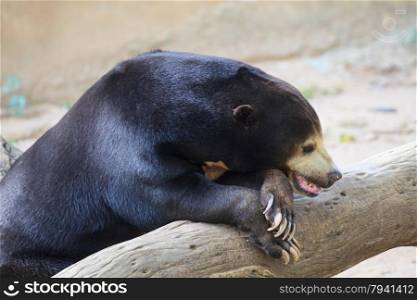 "Malayan Sun Bear or Honey Bear, science names "Helarctos malayanus" sleeping on timber"
