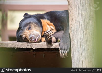 malayan sun bear or honey bearsleeping