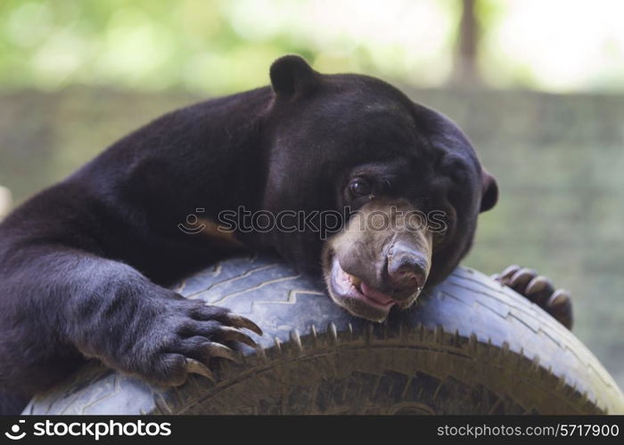 Malayan sun bear seat around the nature