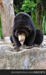 malayan sun bear,the largest bear in the world
