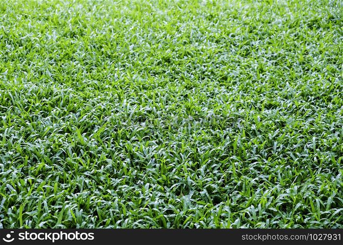 Malaysia grass texture background