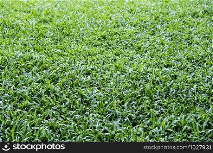 Malaysia grass texture background