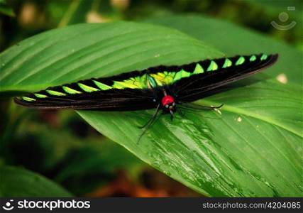 malaysian bird wing butterfly on a green leaf