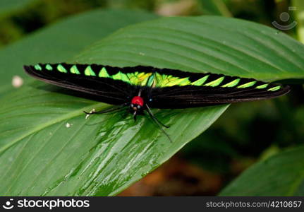 malaysian bird wing butterfly on a green leaf