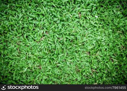malaysian grass floor background