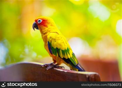 Maldives, a parrot bird