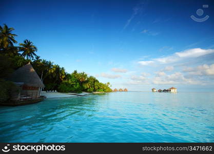 maldives landscape ocean palm sky