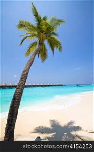 Maldives. Palm tree bent above waters of ocean.