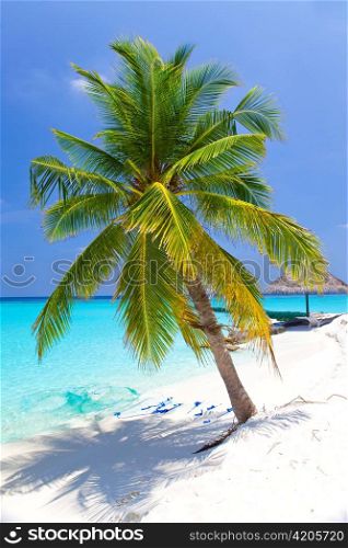 Maldives. Palm tree bent above waters of ocean.