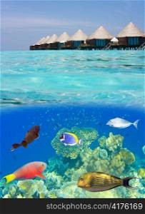 Maldives. Water villas and the underwater world with small fishes in corals