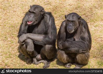 Male adult chimps sitting next to a female chim carrying its baby