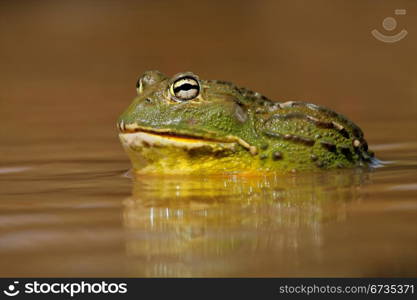 Male African giant bullfrog (Pyxicephalus adspersus) in shallow water, South Africa