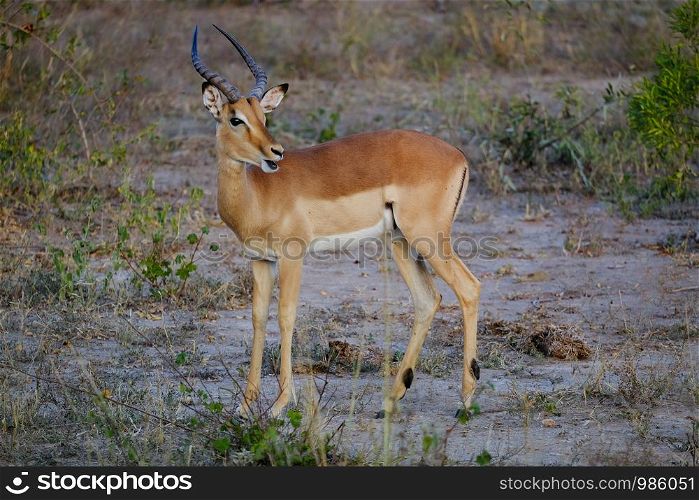 Male african impala with mouth open in the wild